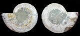 Polished Ammonite Pair - Agatized #54310-1